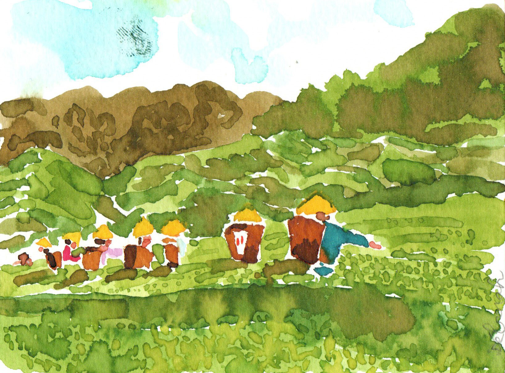 Deux dessins "les producteurs de thé" – Image 4