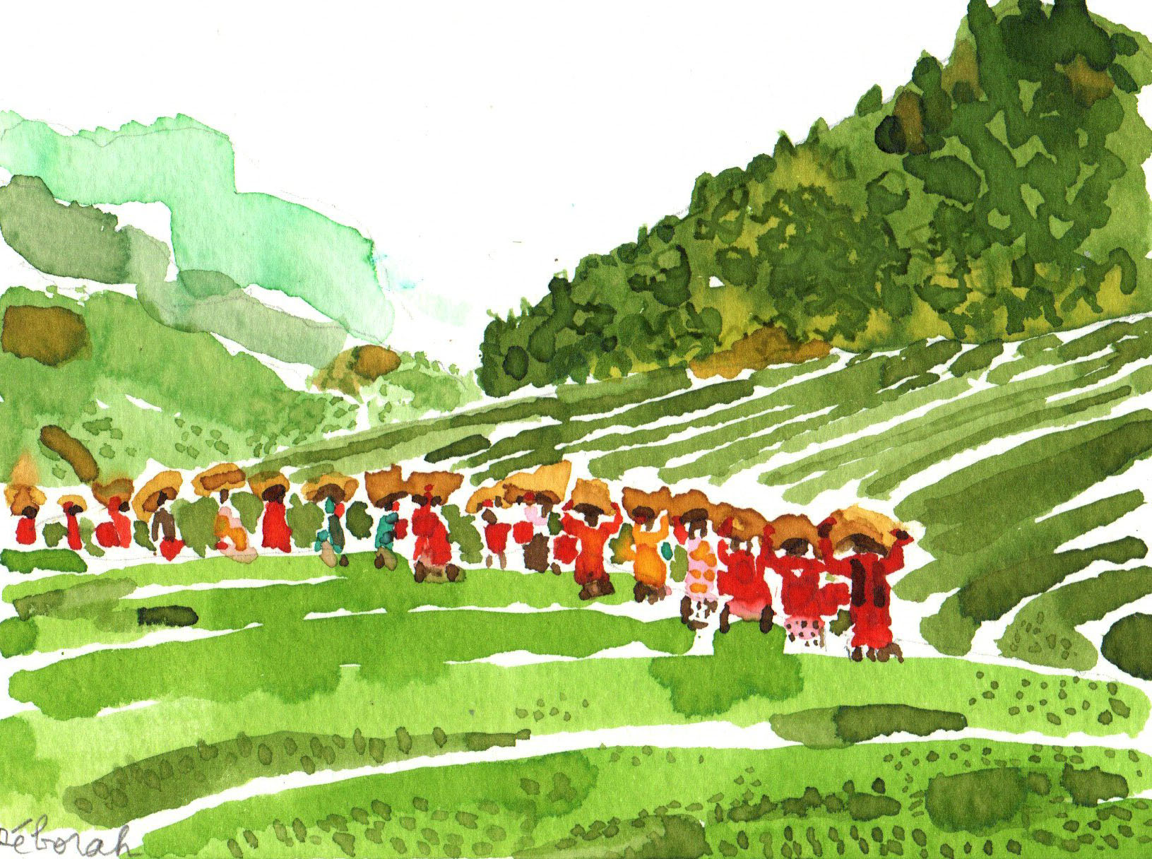 Deux dessins "les producteurs de thé" – Image 3