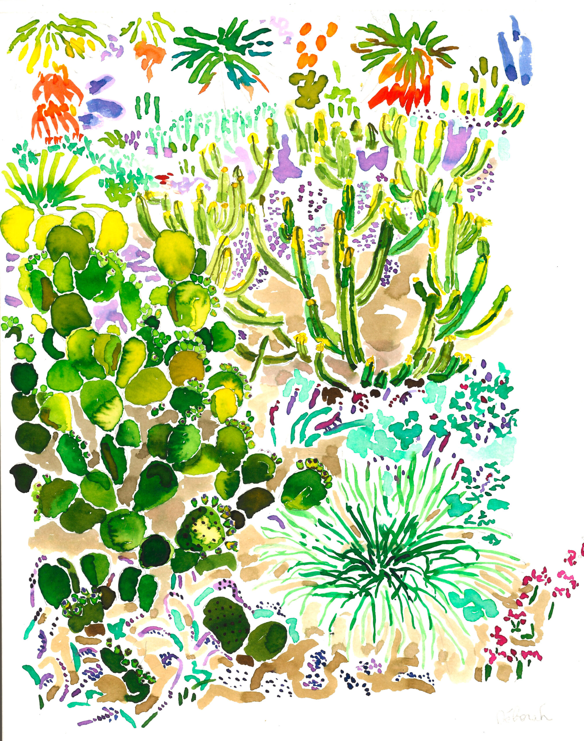 dessin "cactus sabra" – Image 2