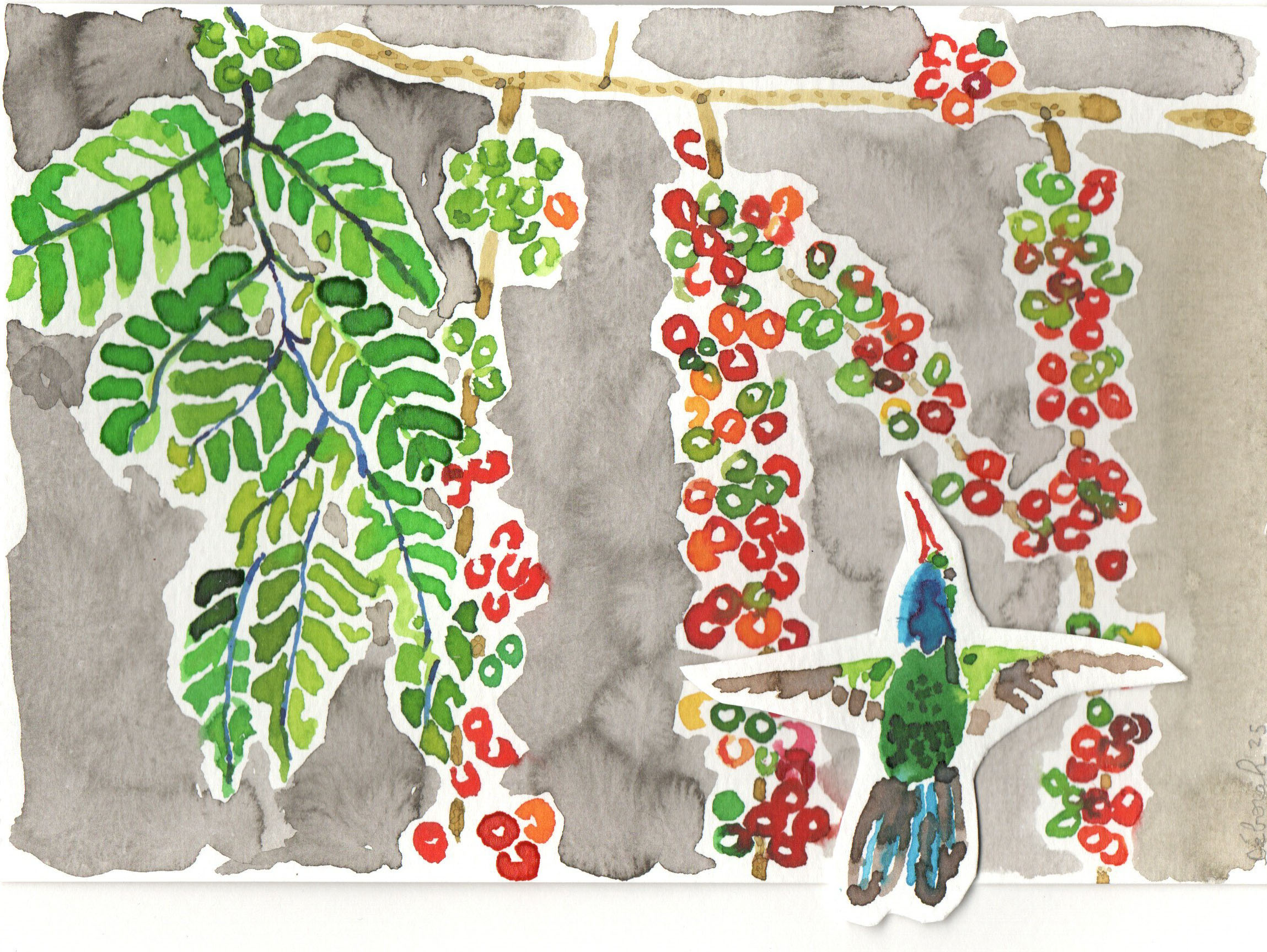 colibri et caféier – Image 2